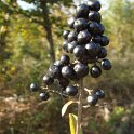 Ligustrum vulgare fruit P2C